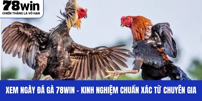 Một vài kinh nghiệm kinh xem ngày đá gà từ chuyên gia